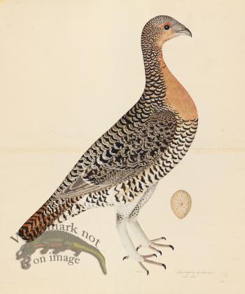 CAPERCAILLIE HEN . PL 28